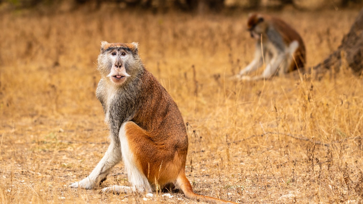 Senegal Safari