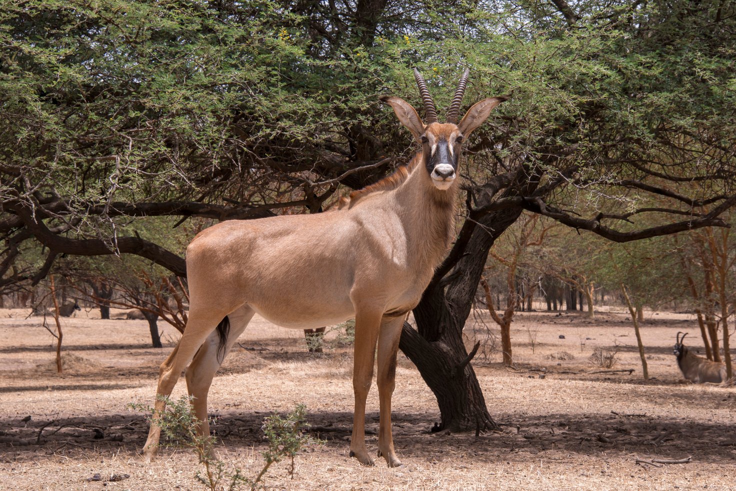 Senegal Antelope in Bandia