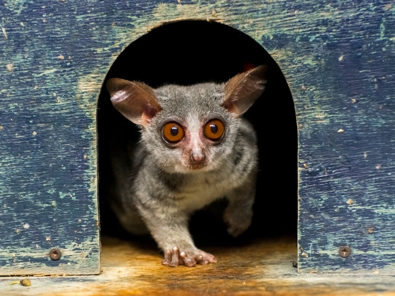 Senegal bushbaby or galago