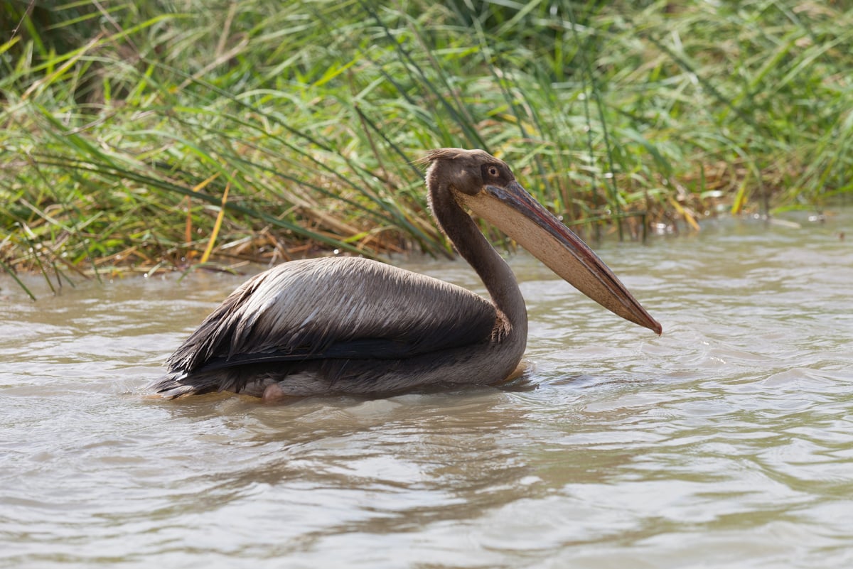 Pelican, Senegal