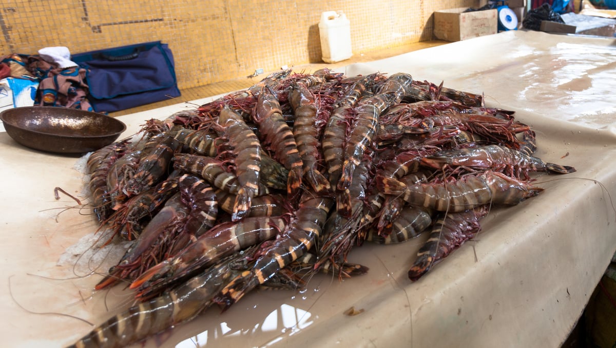 Shrimps in Senegal