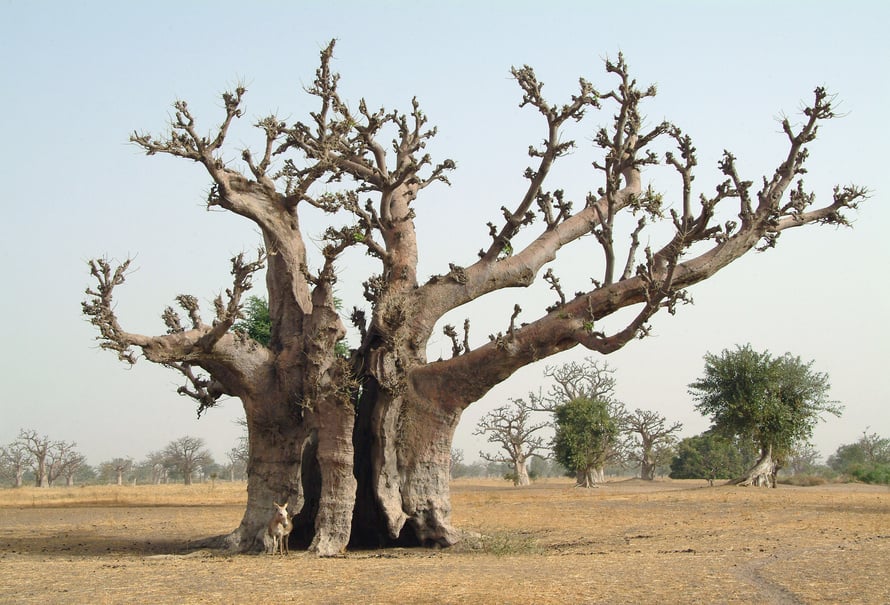 Baobab Tree in Senegal